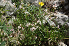 Asperula aristata