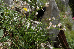 Asperula aristata