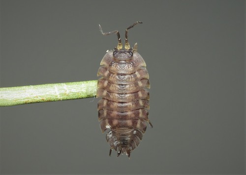 Ratzeburg's Woodlouse, Donji Kućan, Croatia, photo 8 of 10