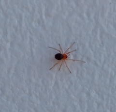 Ruborridion musivum