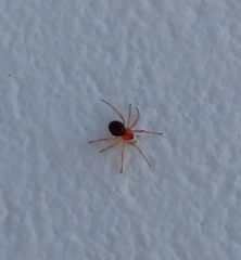 Ruborridion musivum