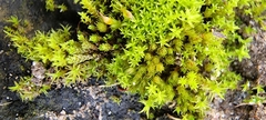 Bryum dichotomum