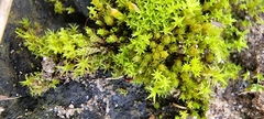 Bryum dichotomum
