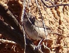 Pyrrholaemus brunneus