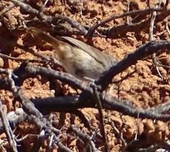 Pyrrholaemus brunneus