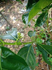 Morinda citrifolia