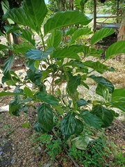 Morinda citrifolia