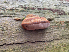 Polyporaceae