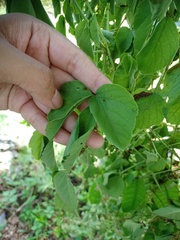 Causonis trifolia