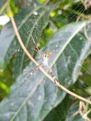Argiope dang