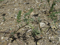 Astragalus asterias
