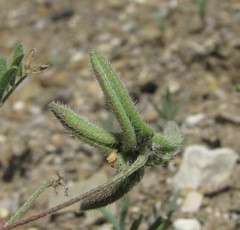 Astragalus asterias