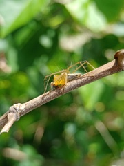 Oxyopes javanus