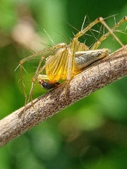 Oxyopes javanus