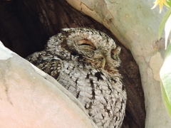 Megascops trichopsis