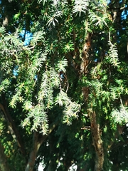 Taxus baccata