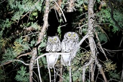 Megascops trichopsis