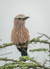 Coracias naevius mosambicus