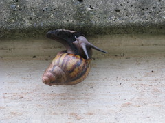 Archachatina marginata