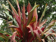 Cordyline fruticosa