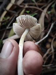 Pluteus cinereofuscus