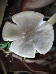 Pluteus cinereofuscus