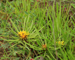 Geigeria burkei