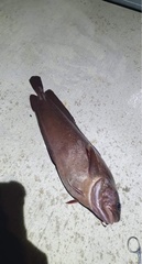 Lotella