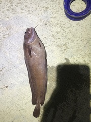 Lotella