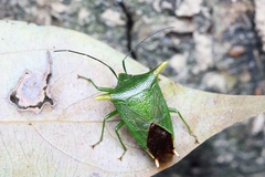 Acanthosoma laevicorne