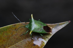 Acanthosoma laevicorne