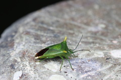 Acanthosoma laevicorne