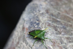Acanthosoma laevicorne