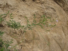Astragalus austriacus