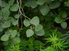 Ficus palmata virgata