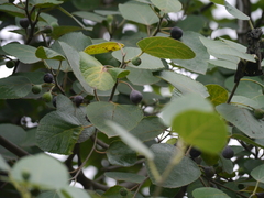 Ficus palmata virgata