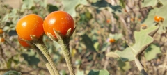 Solanum violaceum