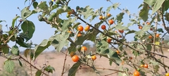 Solanum violaceum