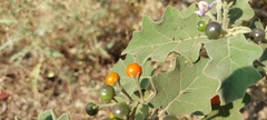 Solanum violaceum