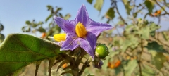 Solanum violaceum