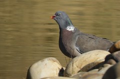 Columba palumbus