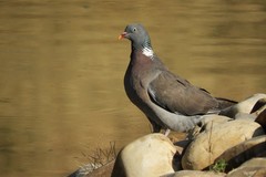 Columba palumbus