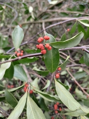 Gynochthodes umbellata