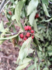 Gynochthodes umbellata