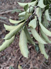 Gynochthodes umbellata