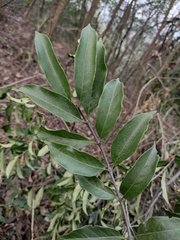 Gynochthodes umbellata