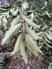 Gynochthodes umbellata