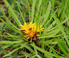 Geigeria burkei