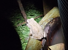 Duttaphrynus melanostictus