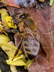 Apis mellifera